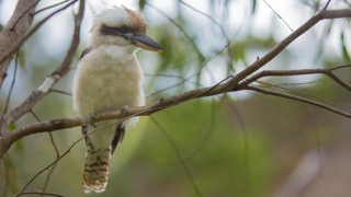 Kookaburra, Merri Creek